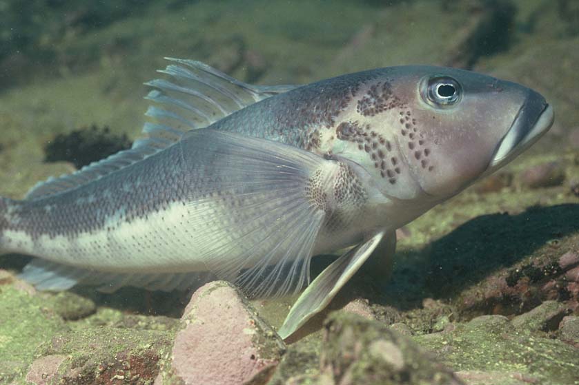 Blue cod 1.jpg